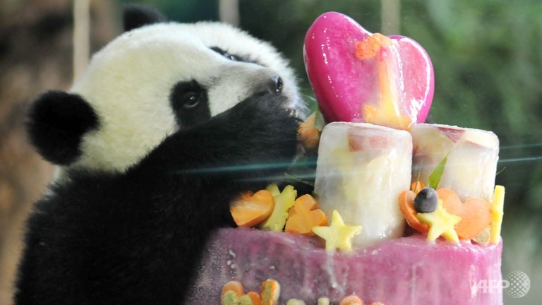 thousands celebrate birthday of first taiwan born panda cub