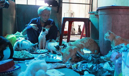 The saviors of stray dogs, cats in Vietnam