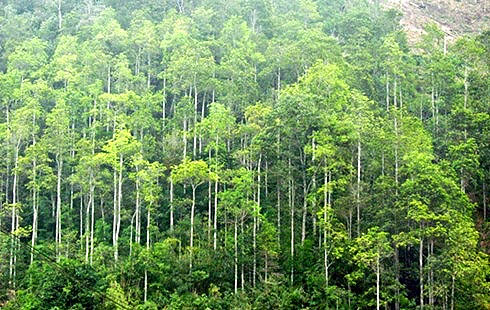 JICA extends support in sustainable forest management