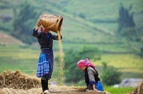 stunning beauty of paddy fields in vn north western region