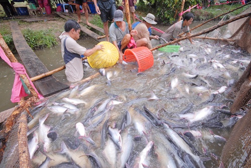 mekong delta to boost tra fish production consumption