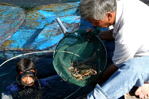 fishermen target young lobsters