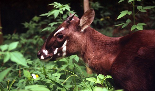 wwf vietnam launches save saola campaign