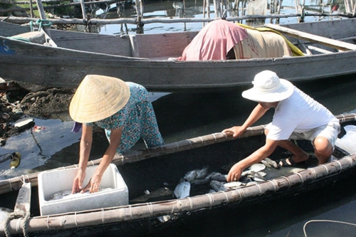Thừa Thiên Huế Province reports mass fish deaths