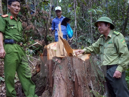 pm requests investigation into pomu forest destruction in quang nam