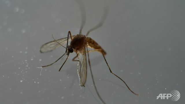 florida officials say local zika transmission likely