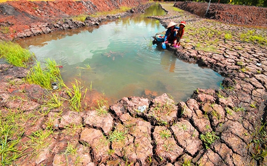 Mekong Delta farmers struggling with aftermath of drought, salinity