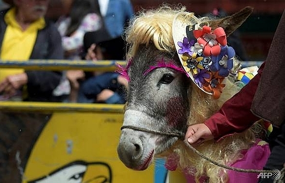 Donkey in farmgirl getup wins Colombian pageant