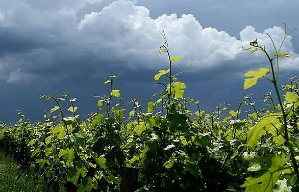 outcry as japanese winemakers ordered to quit france