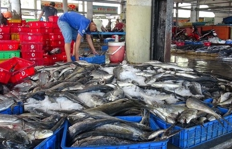 Fisheries sector strives to meet EC’s requirements