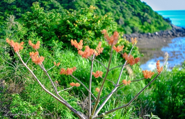 Beautiful firmiana simplex flowers in Cham Island