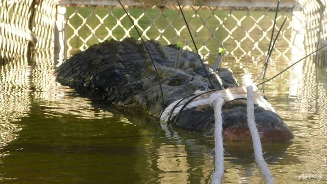 australia monster croc caught after eight year hunt