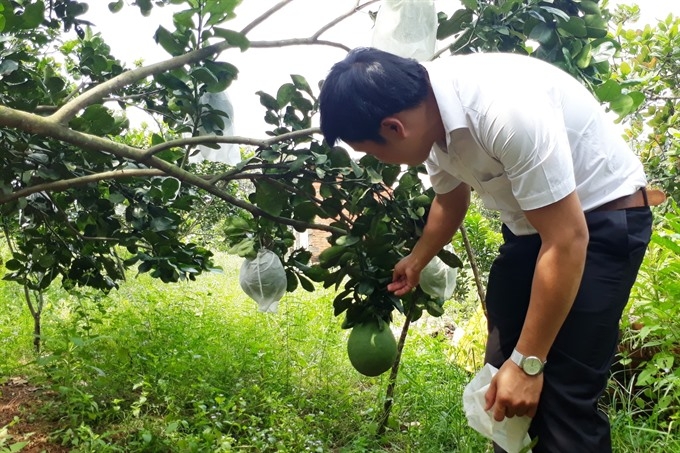 binh phuoc farmers reel in big profits from citrus fruits