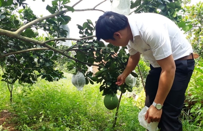 Binh Phuoc farmers reel in big profits from citrus fruits