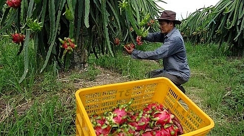 us continues to be key export market for vietnam