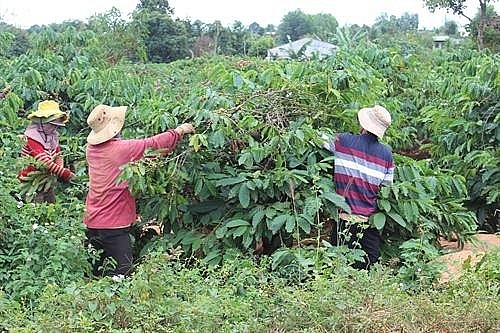 gia lai replaces old coffee trees with new trees