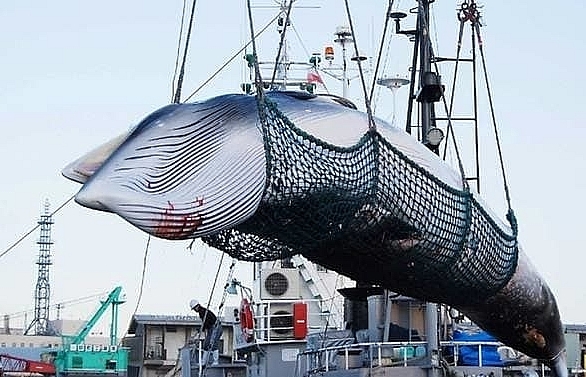 Japan to resume commercial whaling after decades-long ban