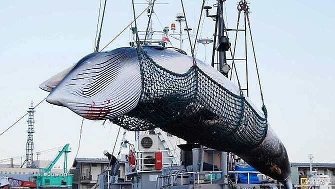 japan to resume commercial whaling after decades long ban
