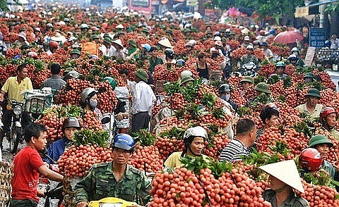 lychee revenue in bac giang reaches 60 year high of us 2626 million