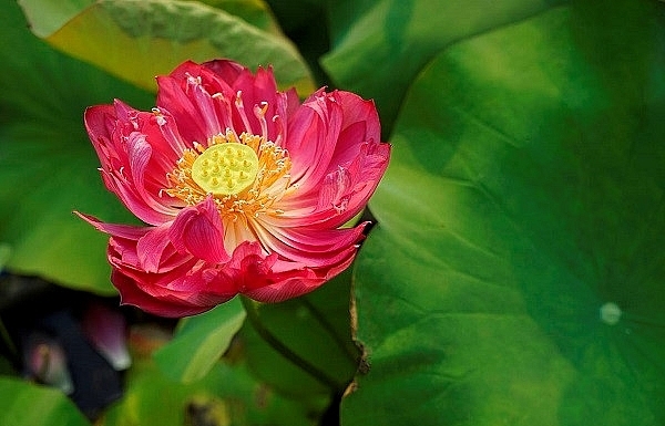 Exploring peculiar varieties of lotus flowers in Vietnam
