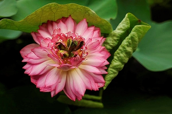 exploring peculiar varieties of lotus flowers in vietnam