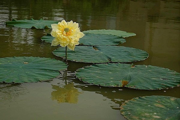 exploring peculiar varieties of lotus flowers in vietnam