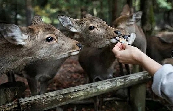 Nine deer dead in Japan's Nara Park after eating plastic: Wildlife group