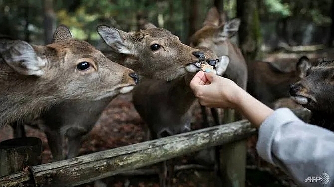 Nine deer dead in Japan