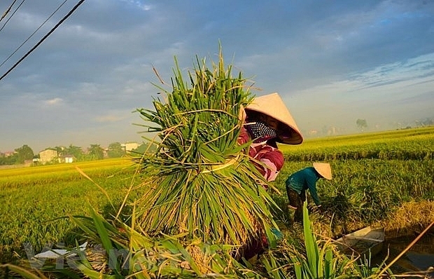 rok helps vietnam improve rice value chain