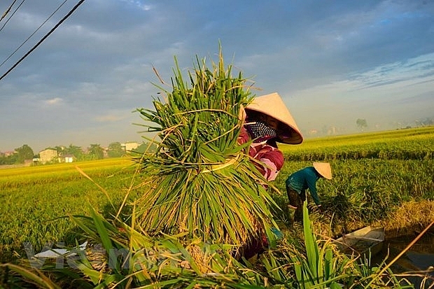 rok helps vietnam improve rice value chain