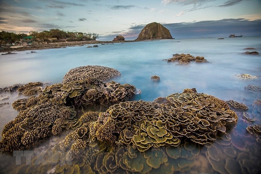 stunning coral reefs of hon yen island