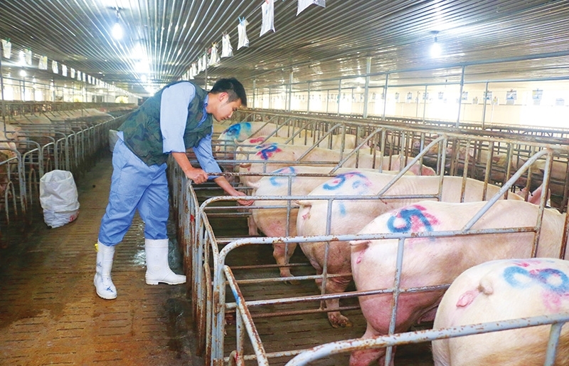 Sky-high livestock prices may breach competition law