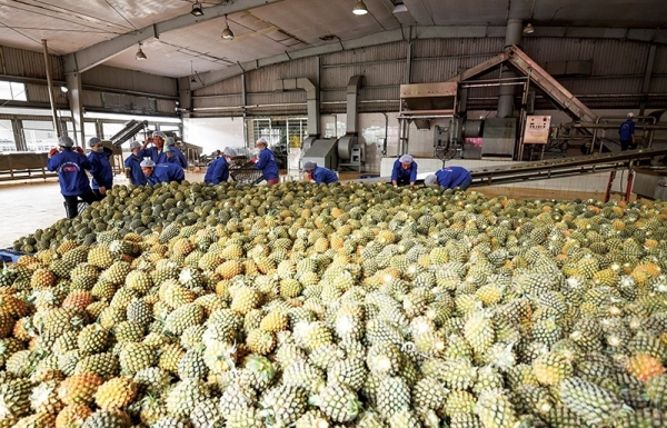 Processing prevents EU agro-increase - Vimarsana News