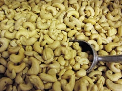 Cashew export prices on the up