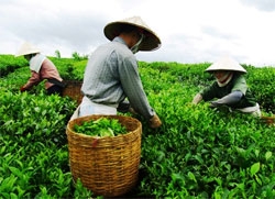 tea festival to have a tasty blend