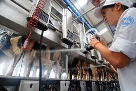 vinamilk opens milk factory in new zealand