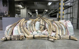 Hong Kong seizes nearly 800 smuggled elephant tusks