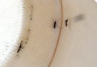 Mosquitos are seen inside a trap in June 2012. The US state of Texas is battling an outbreak of the West Nile virus, with 17 deaths blamed on the mosquito-borne disease, authorities said Wednesday. (AFP Photo/Justin Sullivan)