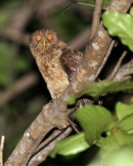 One of the 10 new species of owl (Ninox Philippensis Spilonota) found on Sibuyan island. Ornithologists and birdwatchers from Michigan State University, Birdlife International and other groups used museum samples and high-quality photography and recording systems to show the owls were of different species