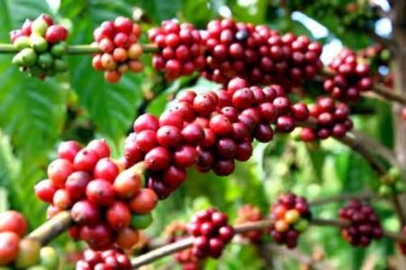 thailand to grant gi recognition to buon me thuot coffee