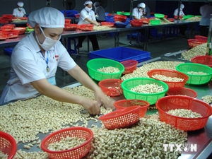 clean cashew nut material area to be built in dong nai