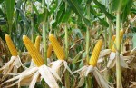 Experts urge GMOs be removed from banned list