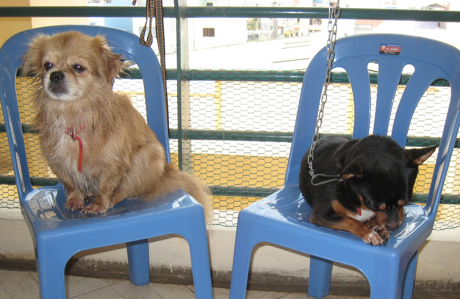 ho chi minh city tenement residents wrangle over keeping pets