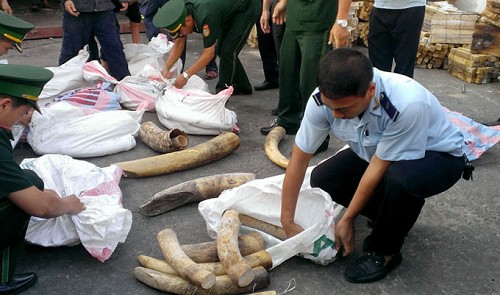 Da Nang customs detect tons of wildlife parts stashed in red bean shipment