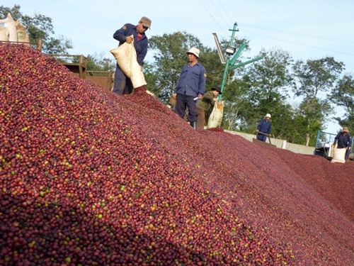 local coffee firms expect credit support from state