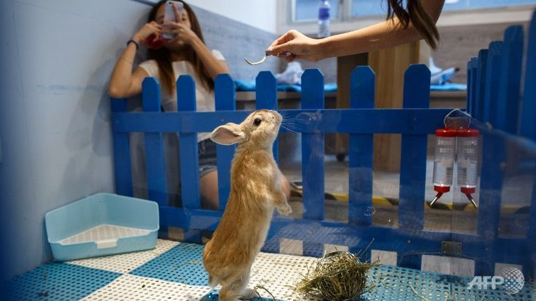 hong kong rabbit cafe hops onto high street