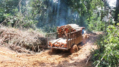 binh phuoc suspends six forest projects