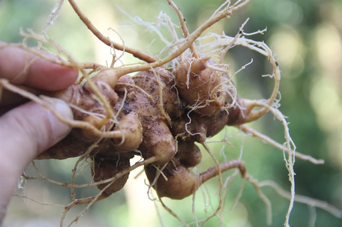 Testing centre proposed to tackle Ngọc Linh ginseng