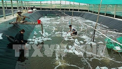 kien giang has ambitious plans for industrial shrimp farming