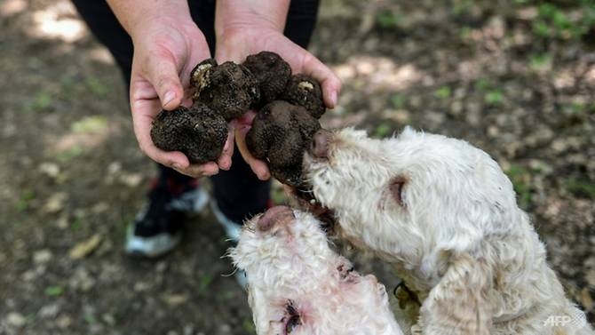 Hunting for 'black gold' in Albania's lawless truffle trade